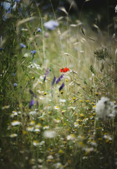 Artenreiche Wildblumenwiese mit verschiedenen Blüten und Gräsern – Symbol für Biodiversität und den Erhalt natürlicher Ökosysteme.