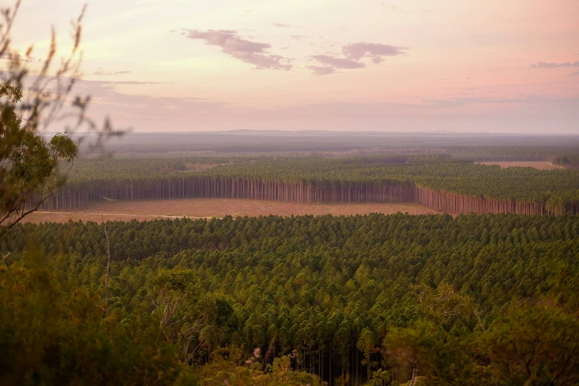 Forstplantage in gleichmäßigen Reihen bis zum Horizont, in der Bildmitte eine abgeholzte Fläche: Die EU-Entwaldungsverordnung erfasst Holz und andere Rohstoffe aus solchen Lieferketten.